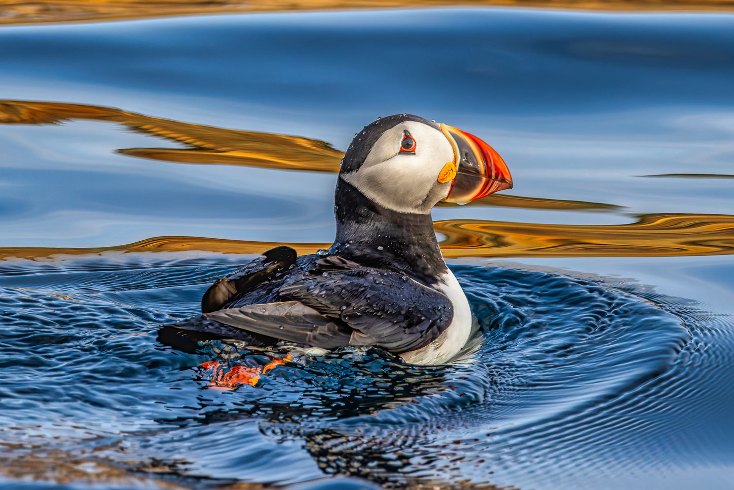 Puffin in Profile image 0