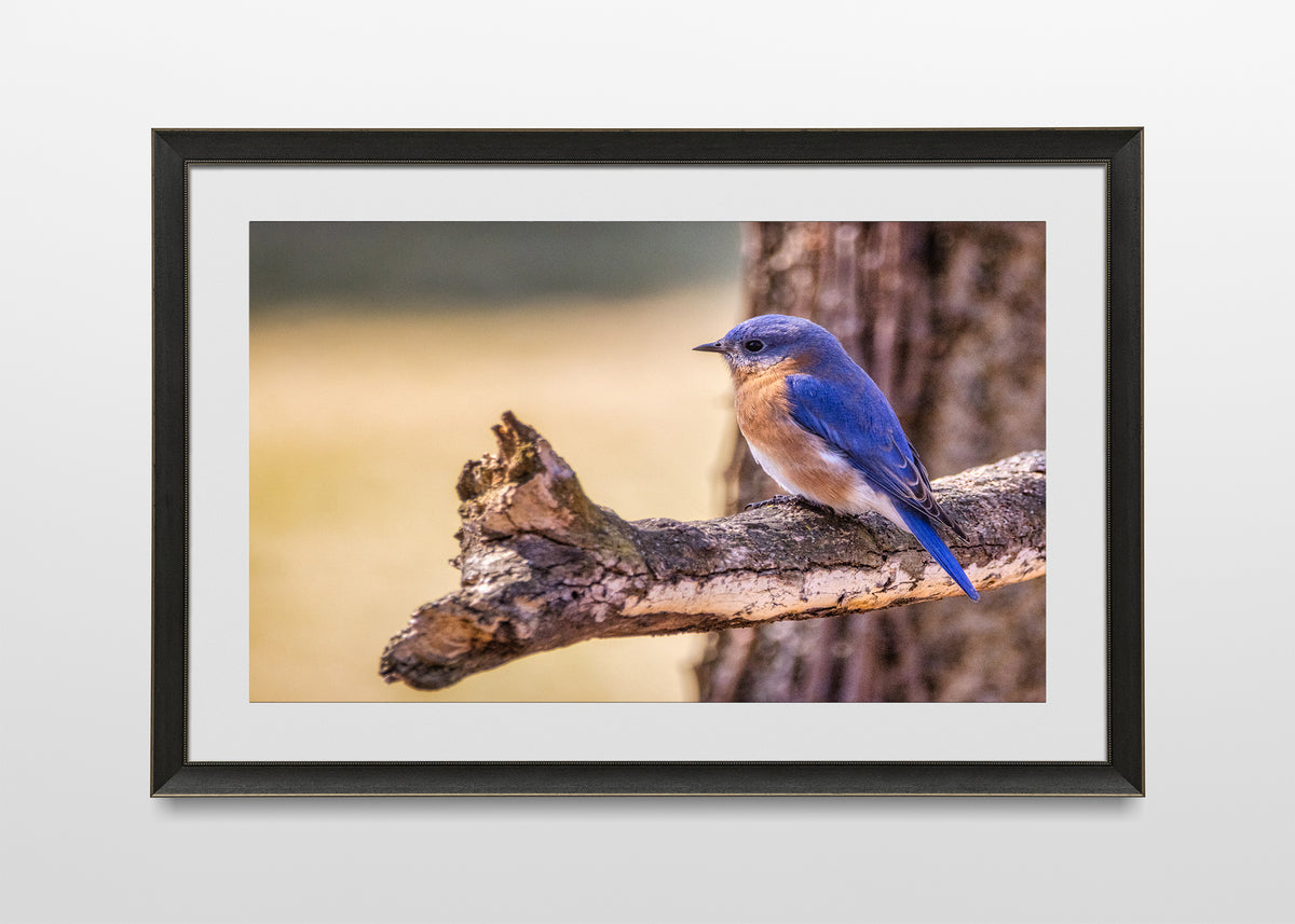 Perched Eastern Bluebird