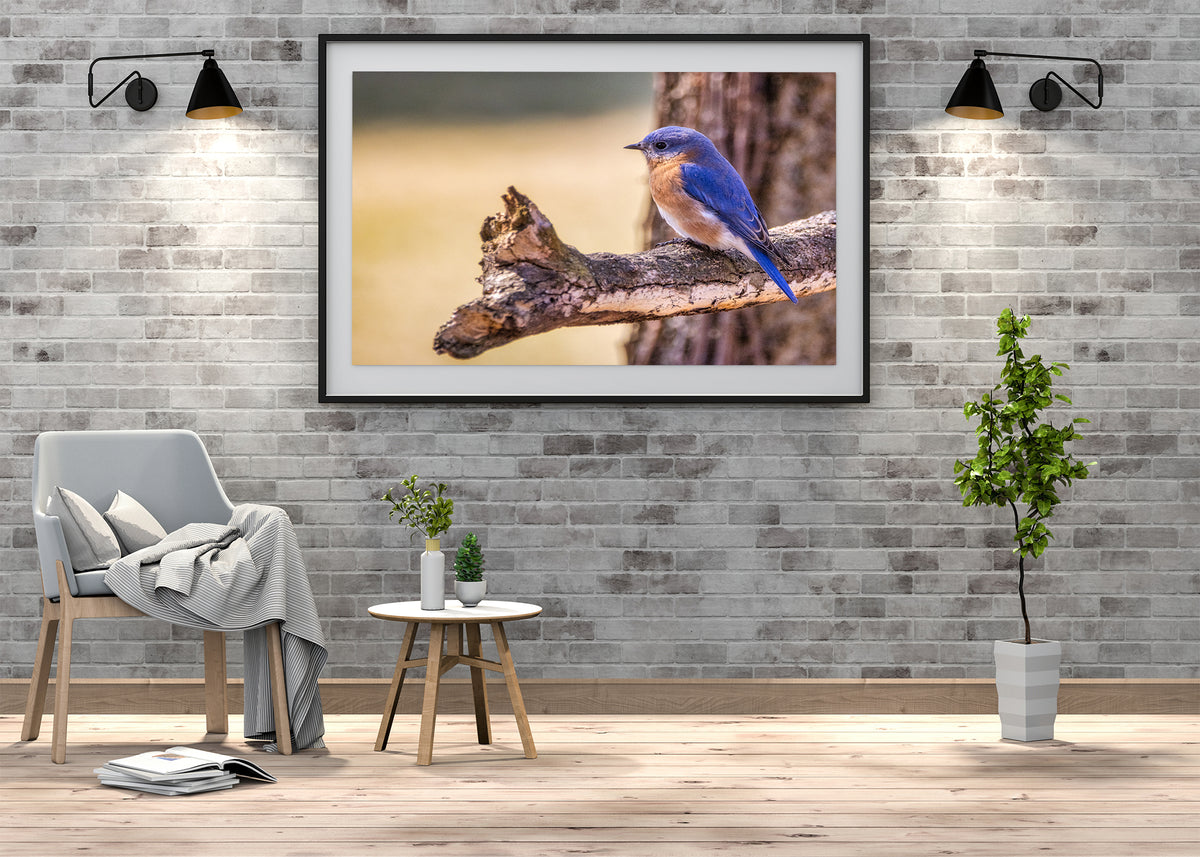 Perched Eastern Bluebird