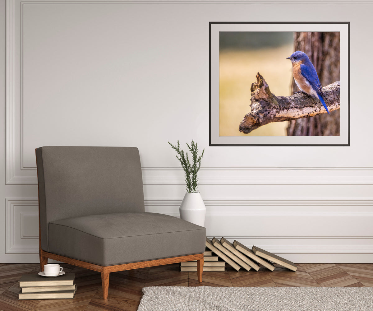 Perched Eastern Bluebird