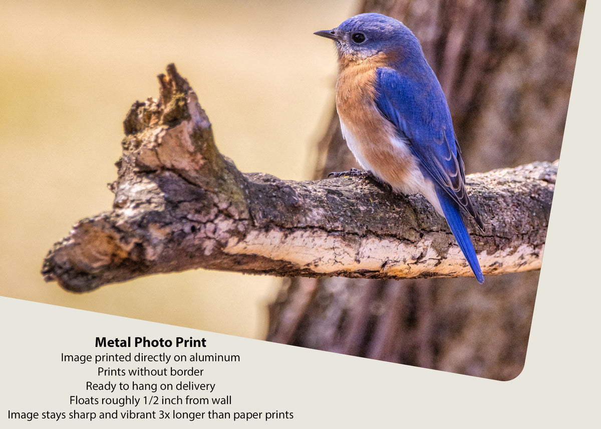 Perched Eastern Bluebird
