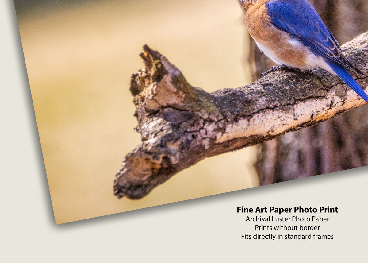 Perched Eastern Bluebird