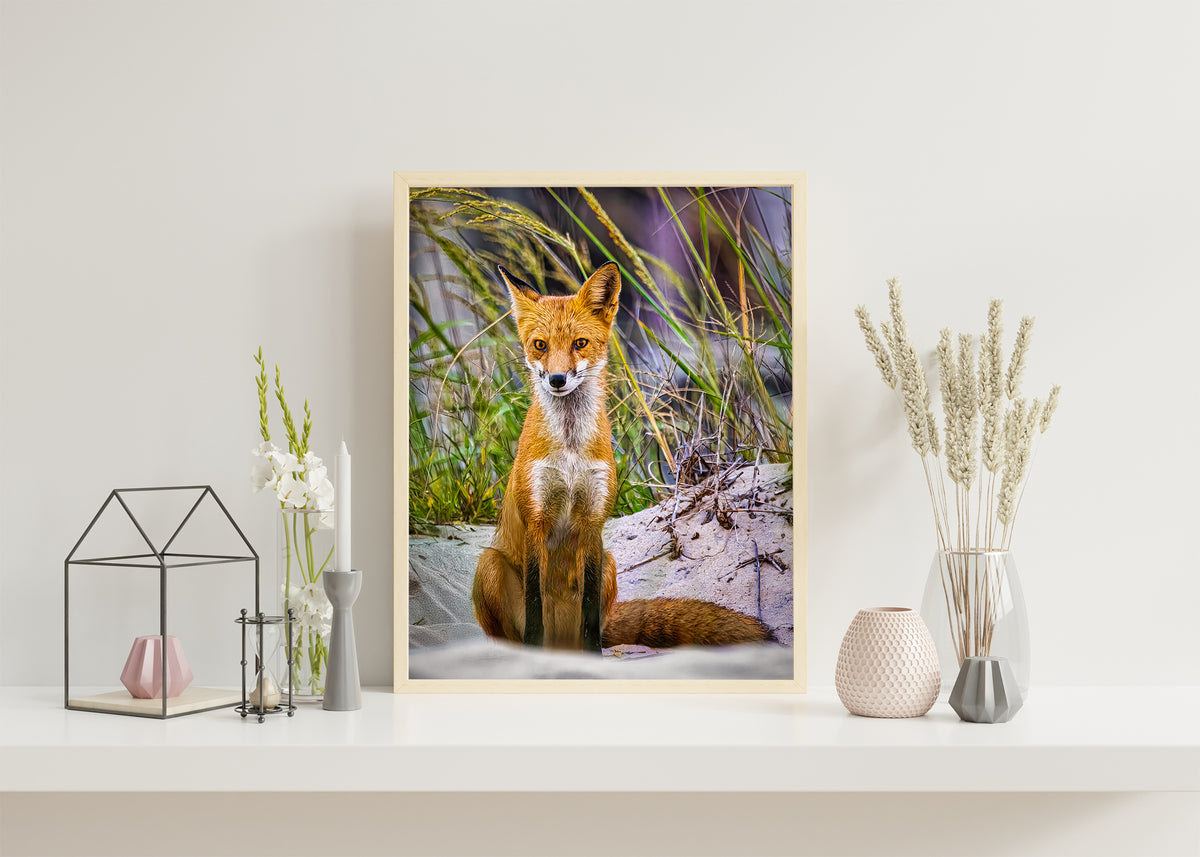 Fox on the Beach II