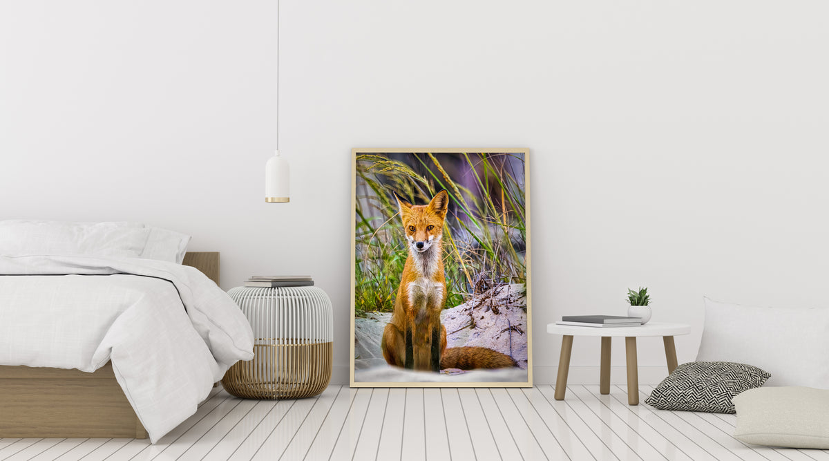 Fox on the Beach II