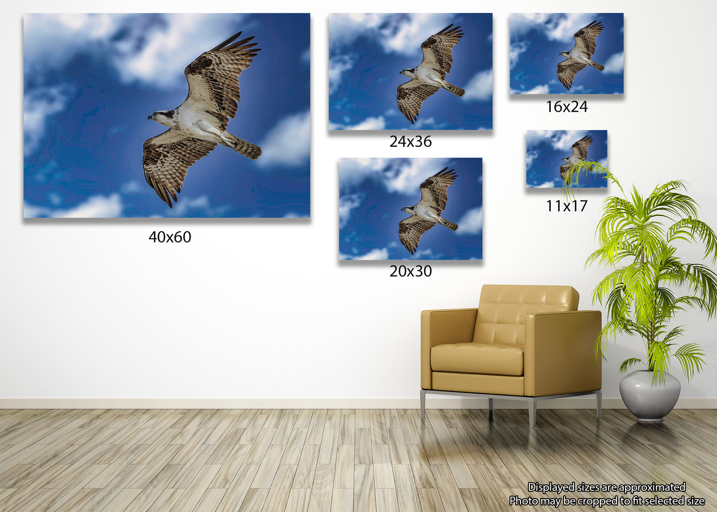 Águila pescadora de Ocean City