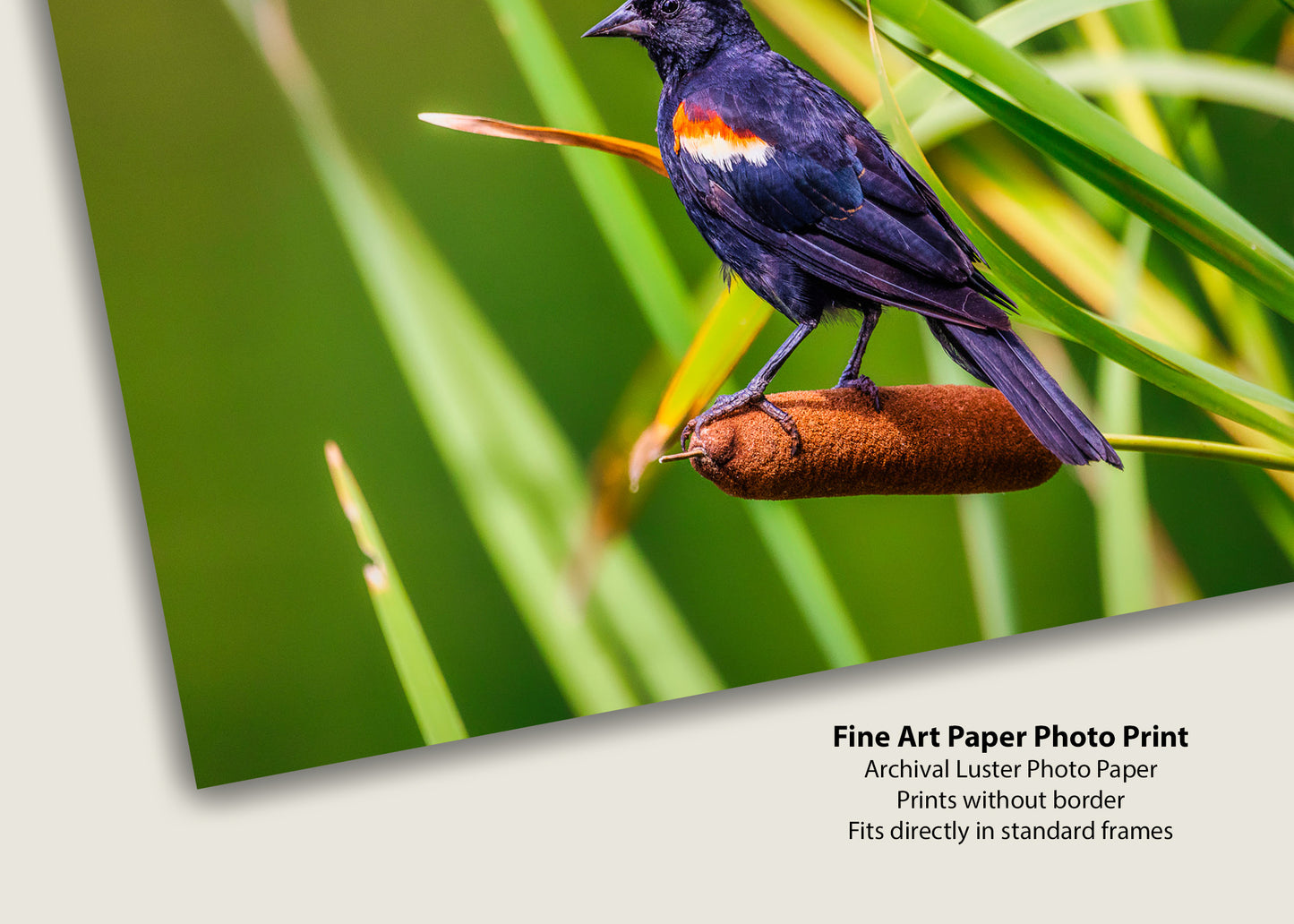 Alas rojas y espadañas