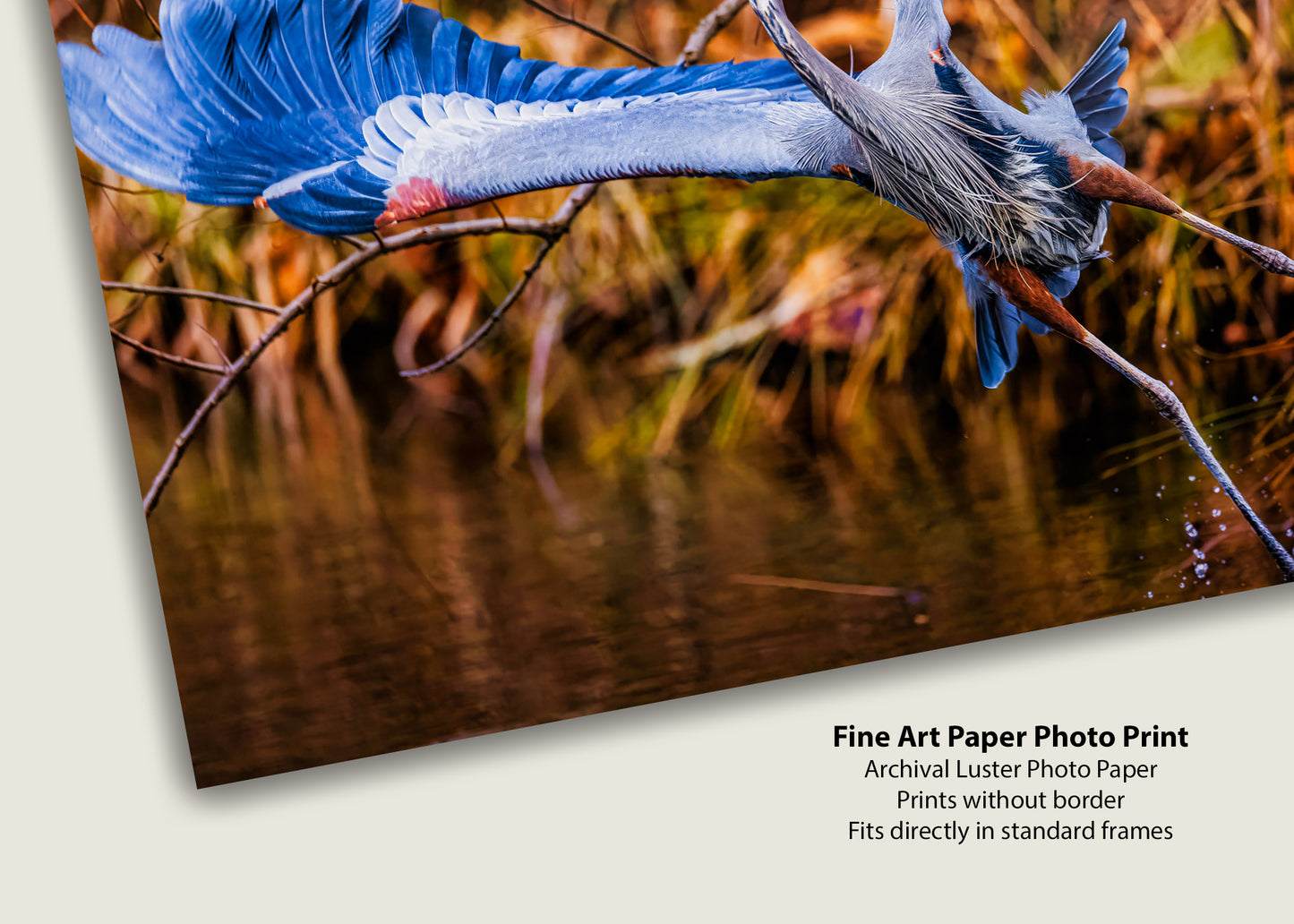 No Time to Pose, Gotta Fly