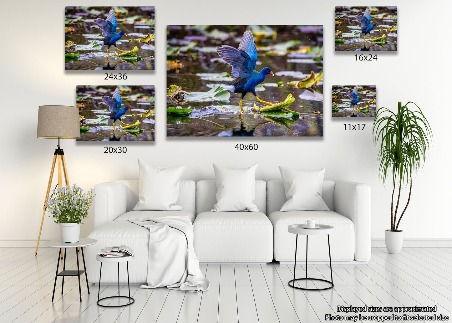 El galope de la gallinula