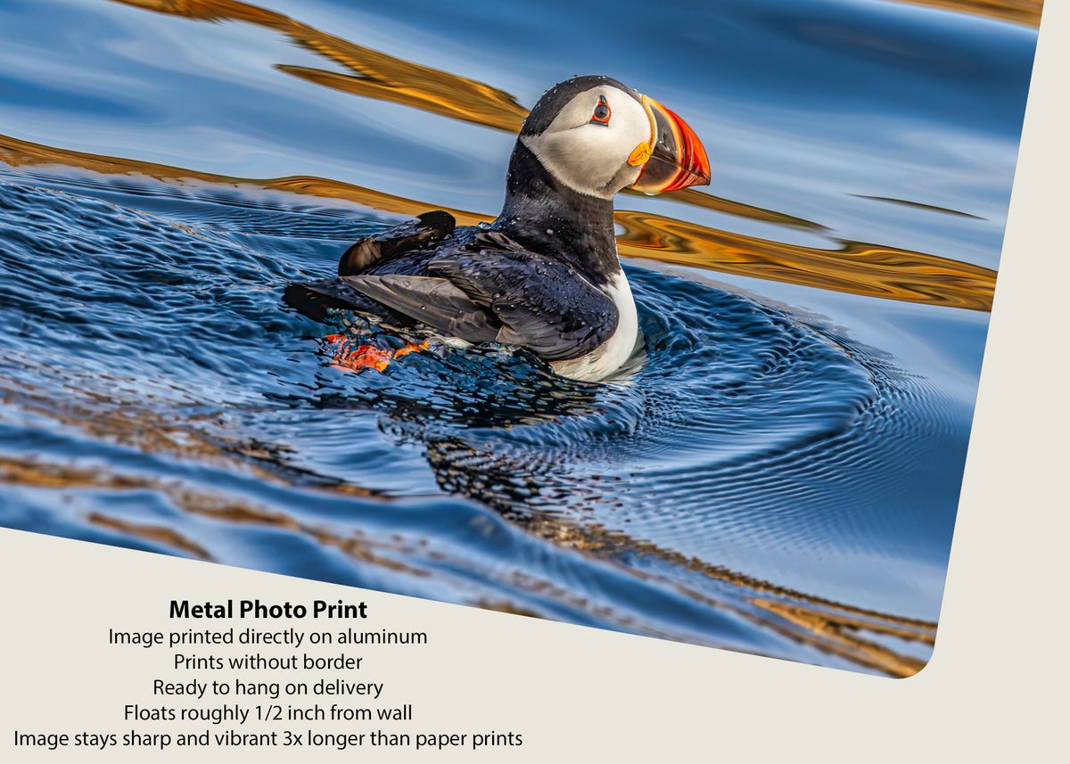 Puffin in Profile