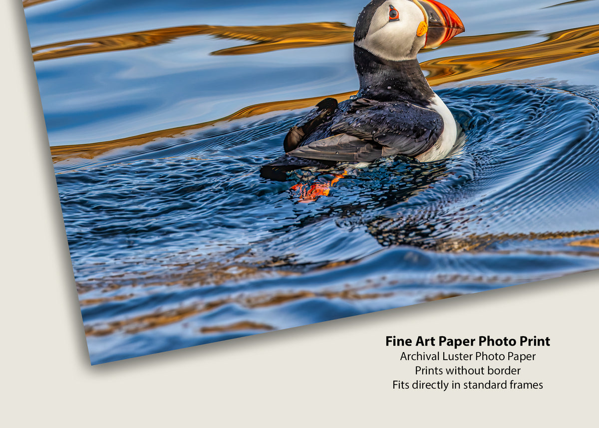 Puffin in Profile