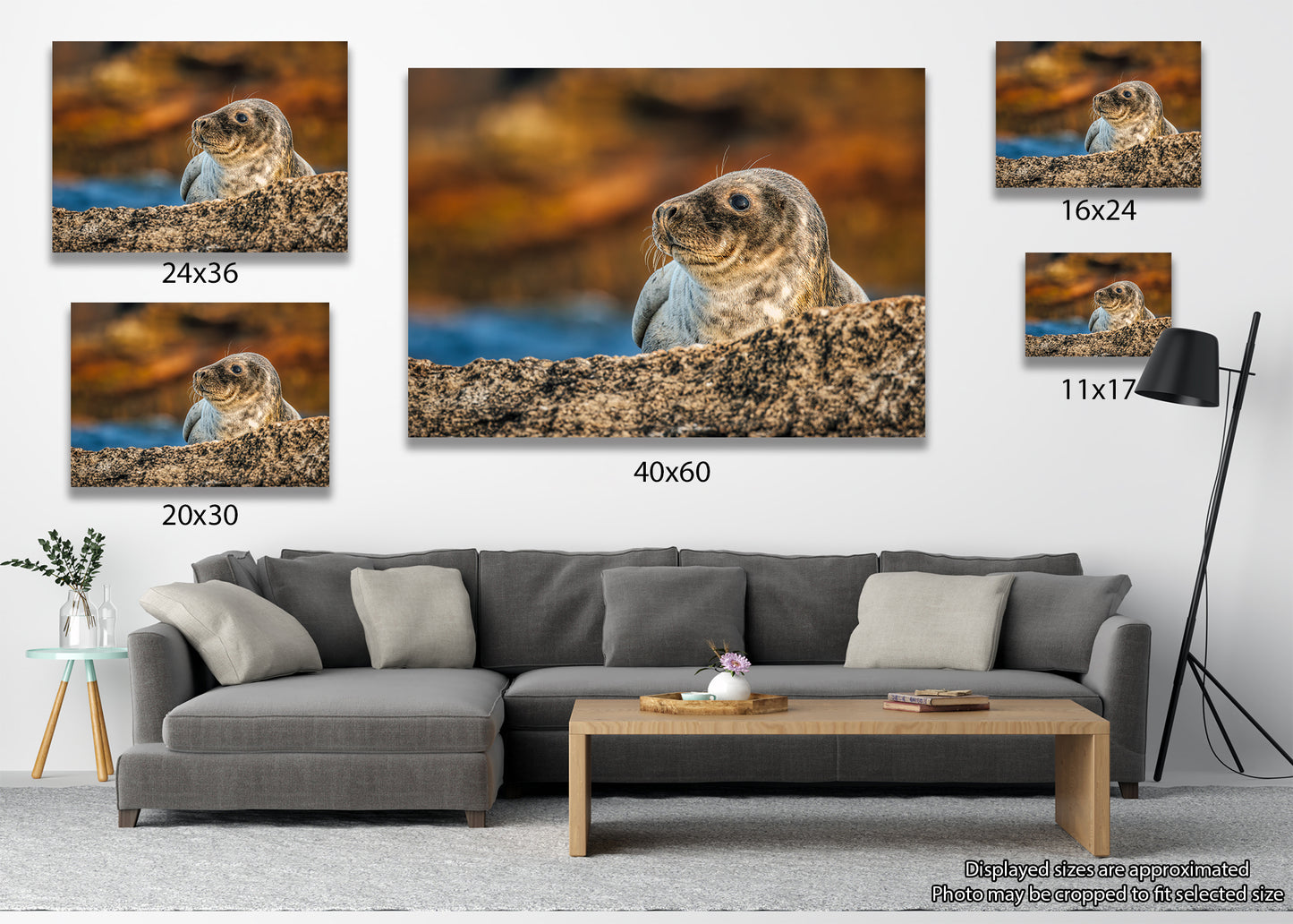 Cría de foca en las rocas