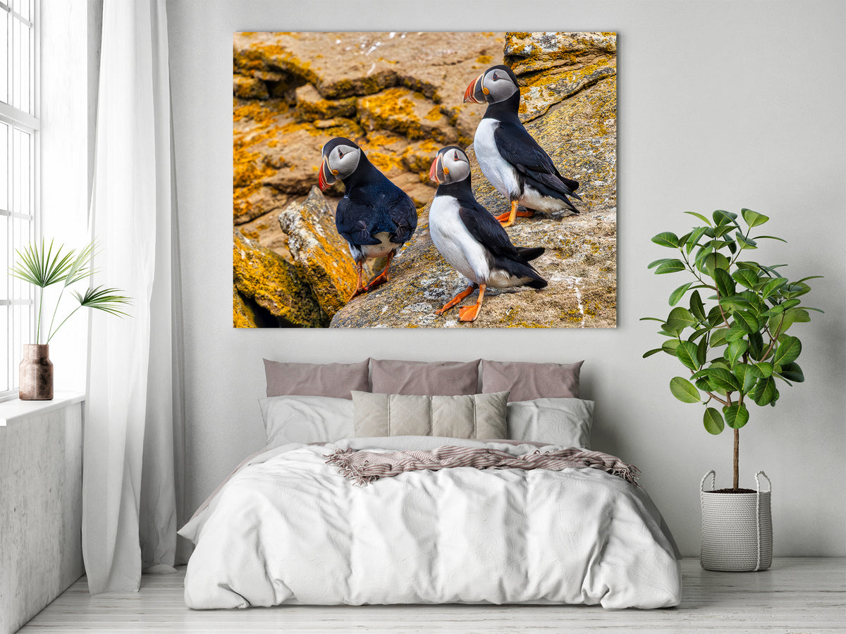 Puffin Patrol