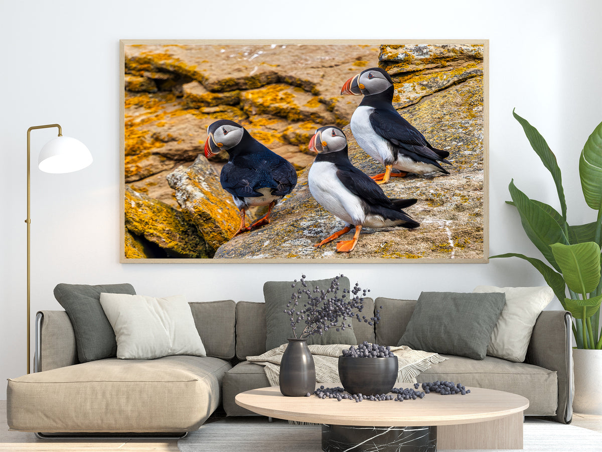 Puffin Patrol