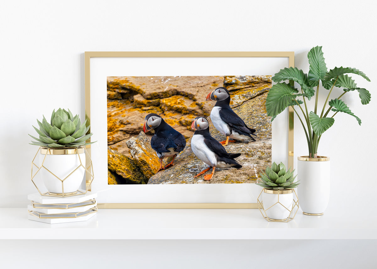 Puffin Patrol