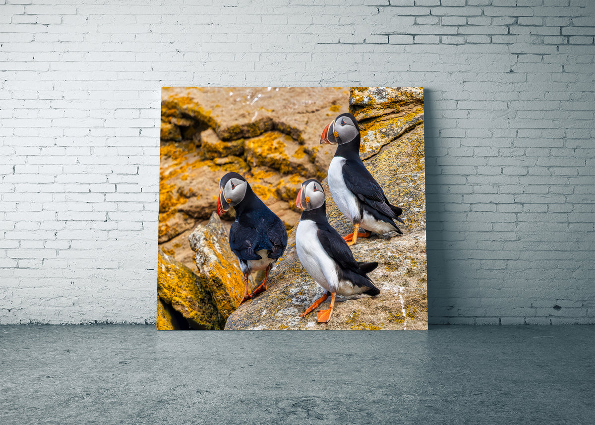 Puffin Patrol