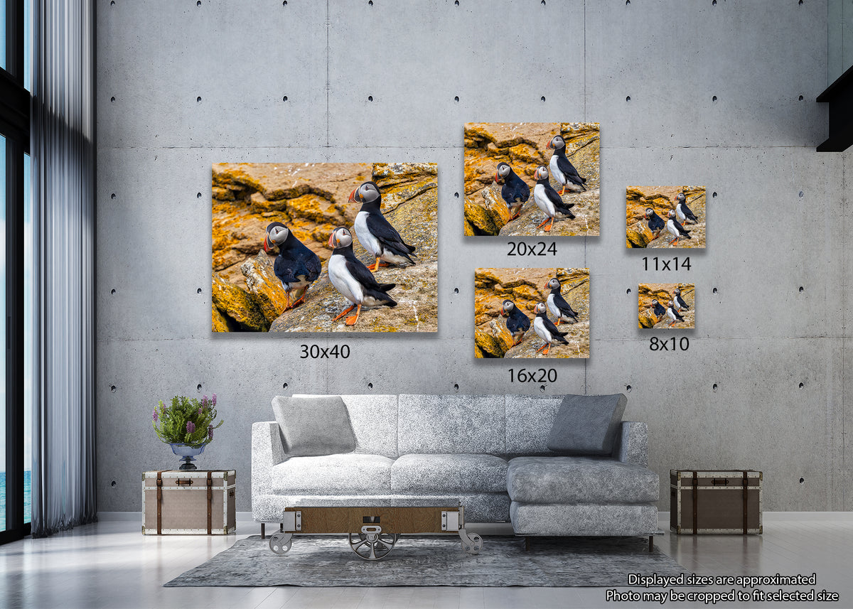 Puffin Patrol