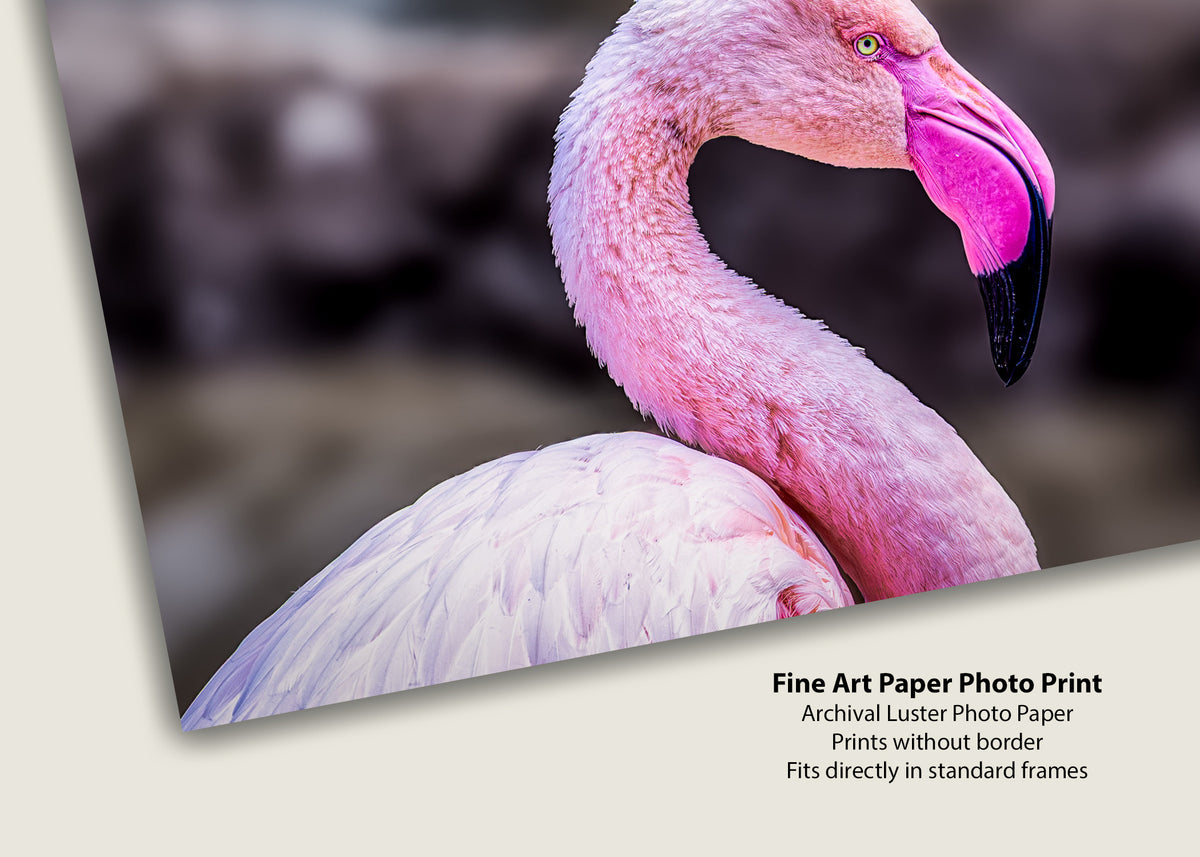 The Pink Profile