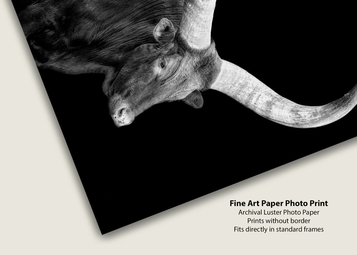Watusi in the Dark