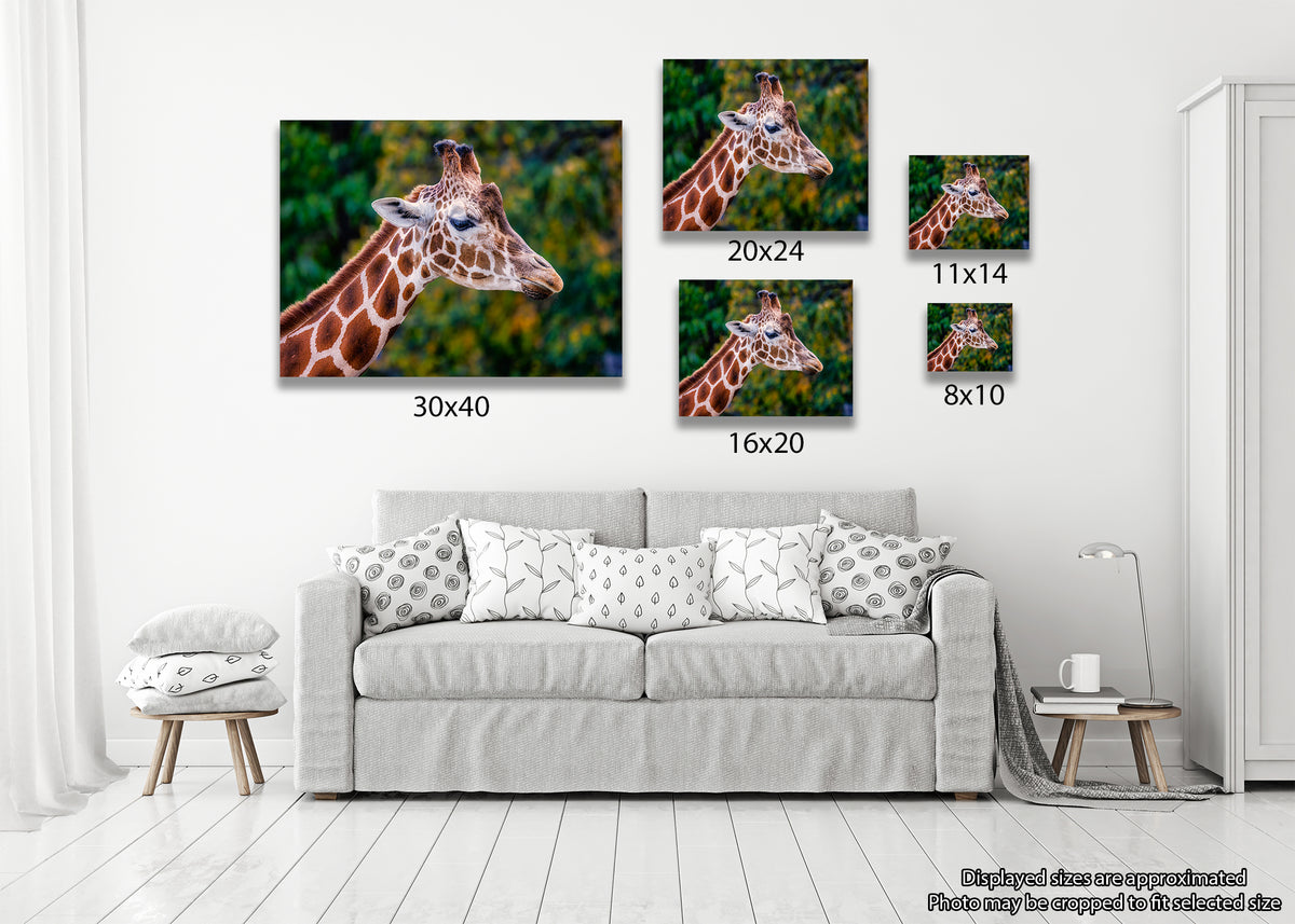 Giraffe in Profile