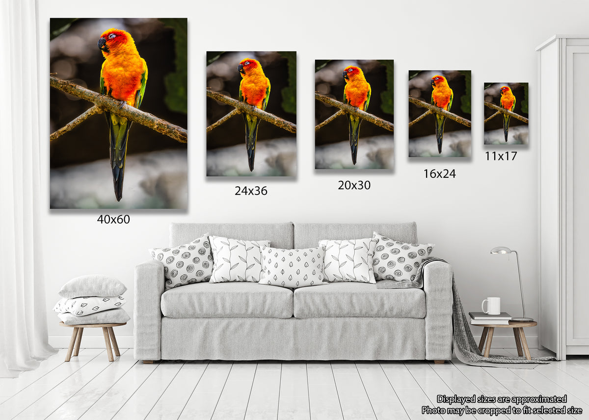 Sun Parakeet Portrait