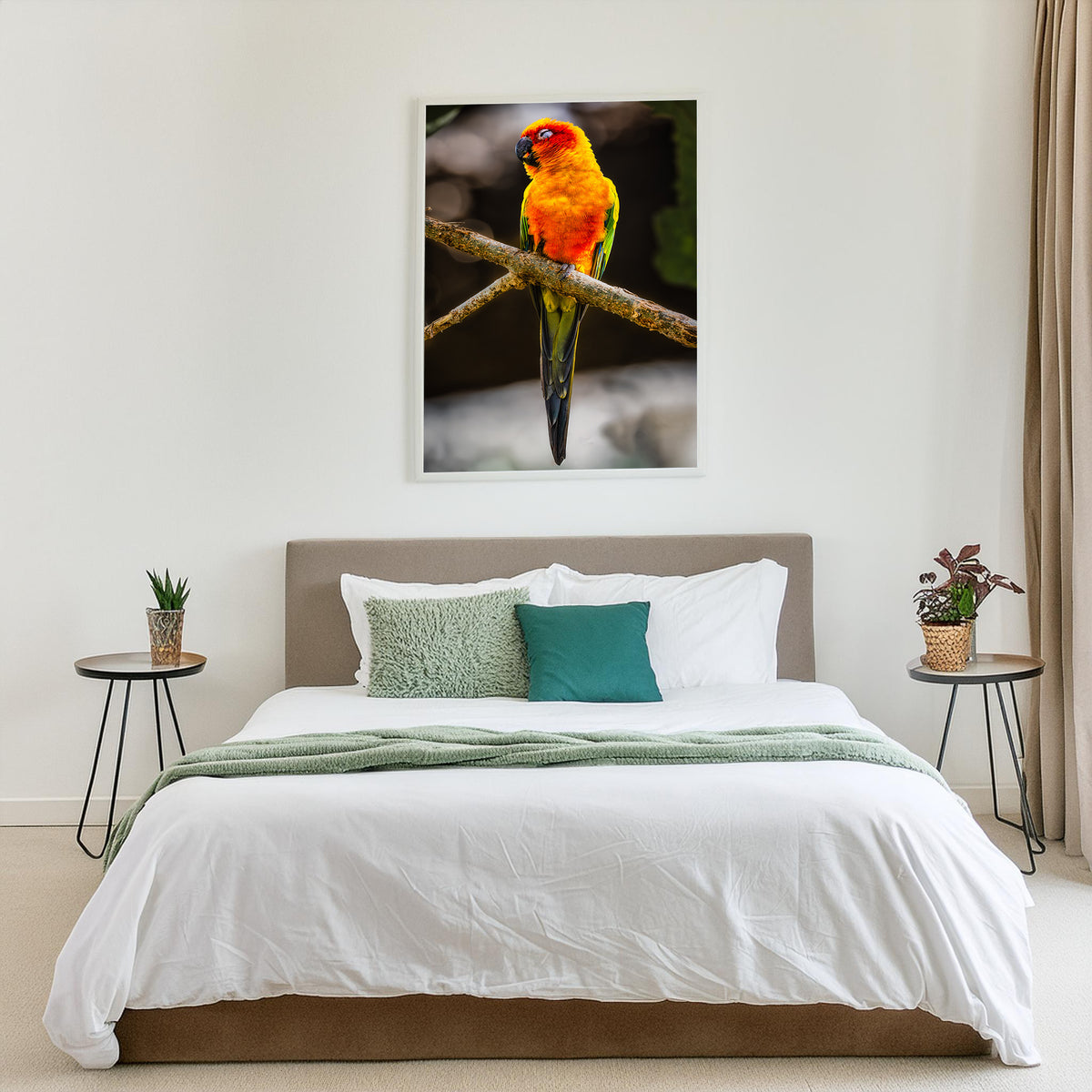 Sun Parakeet Portrait