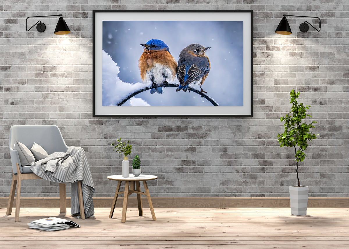 Two Cold Bluebirds