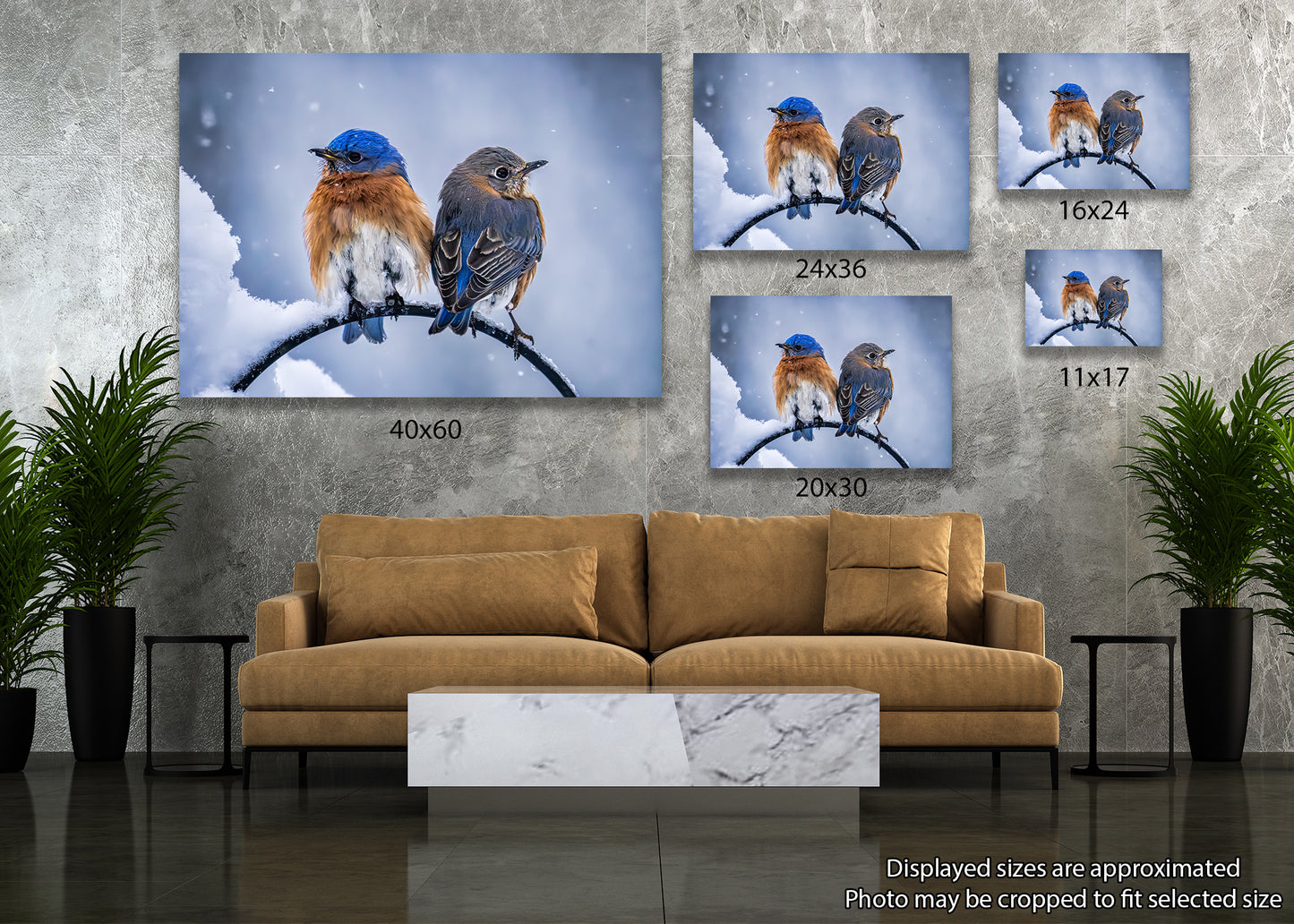 Two Cold Bluebirds