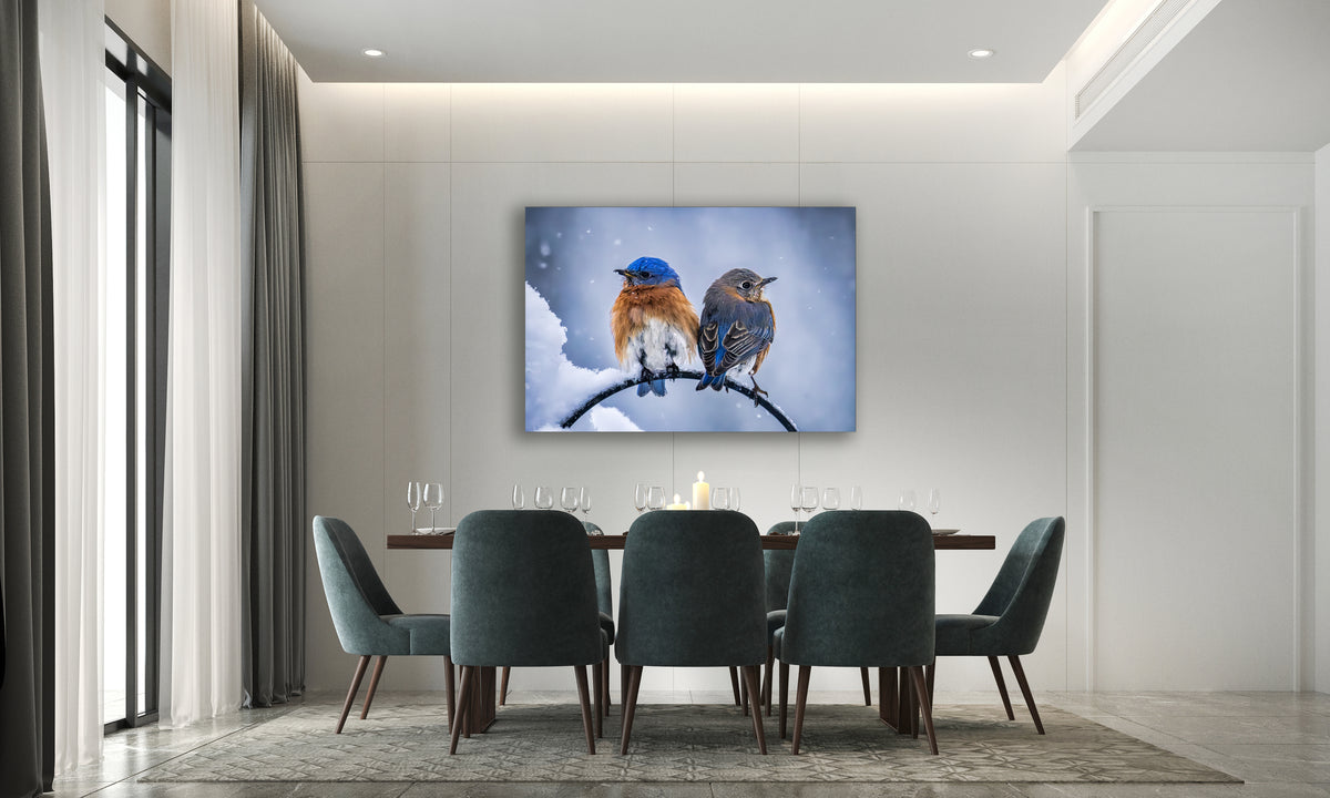 Two Cold Bluebirds