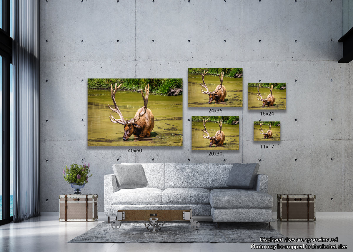 The Coolest Elk Around