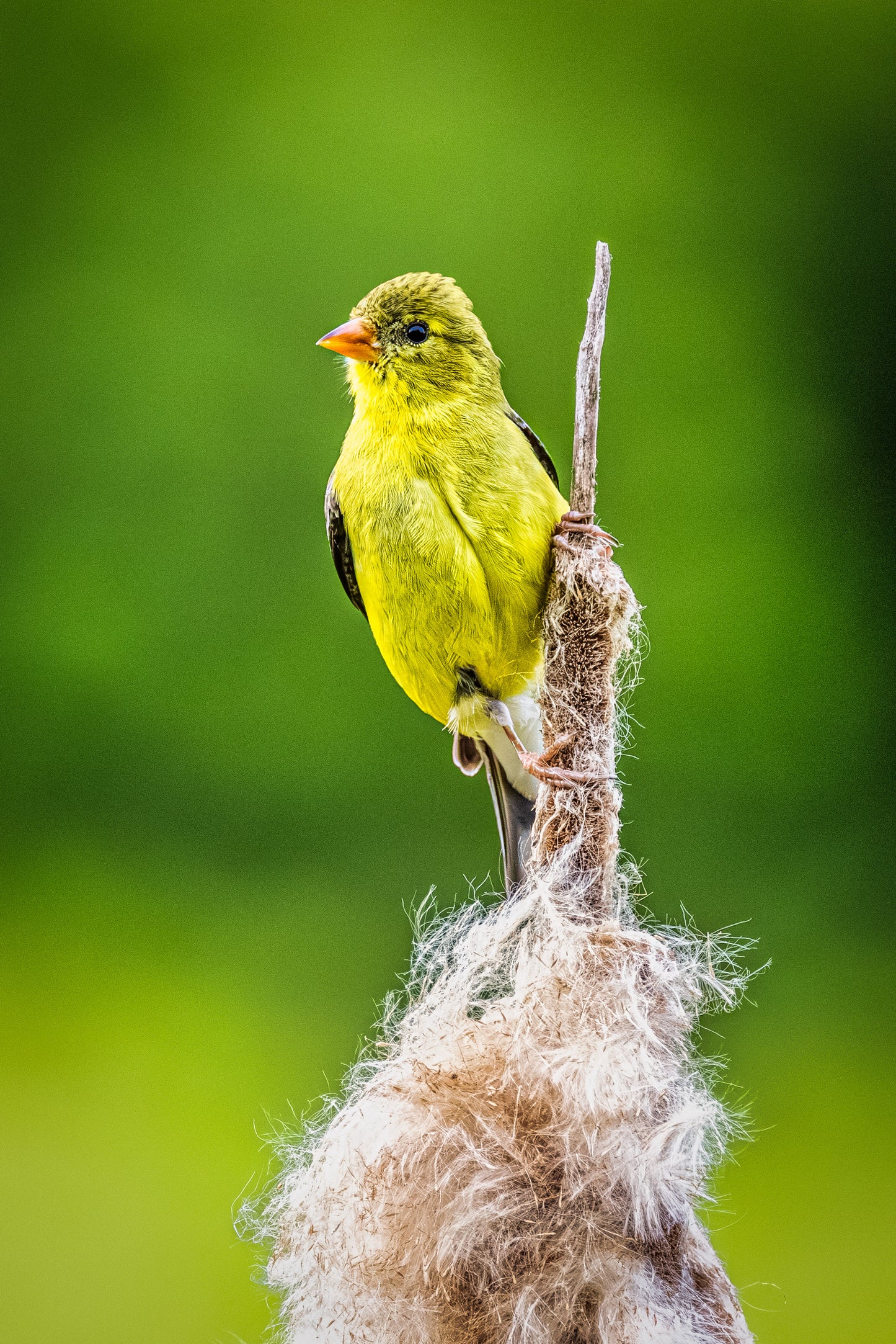 Goldfinch on a Cattail image 0