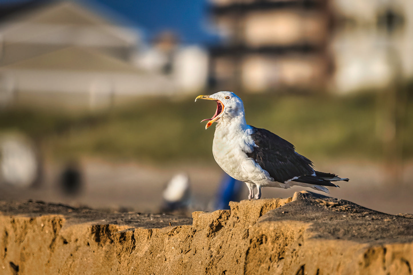 Great Black-backed Gull image 0