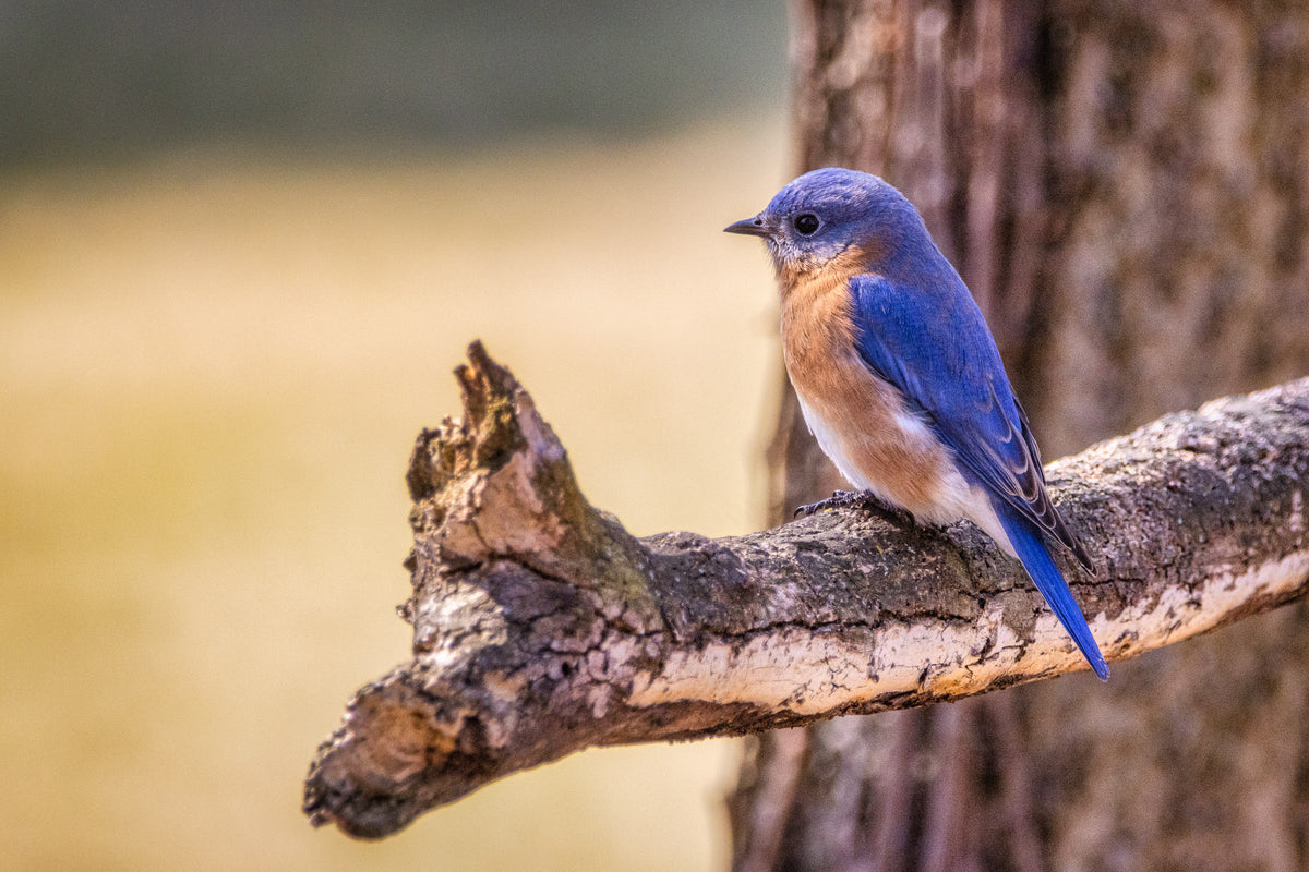 Male Eastern Bluebird perched on weathered wood in Virginia