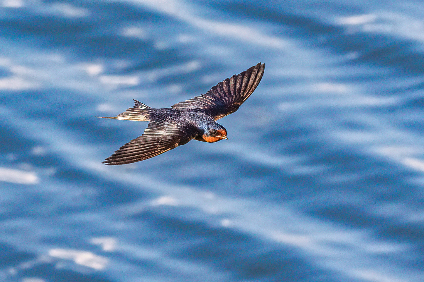 Barn Swallow on the Lake image 0