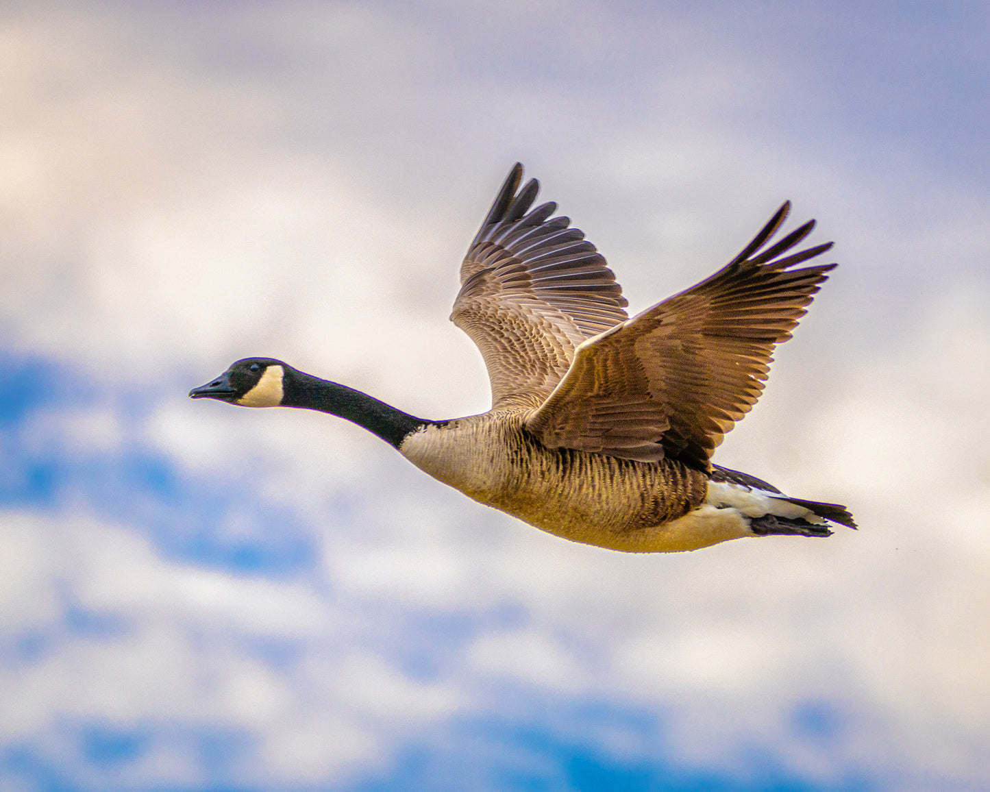 Canadian Goose in Flight image 0