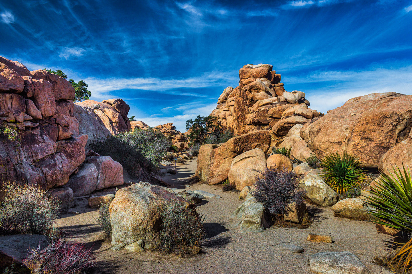 Path to the Joshua Trees image 0