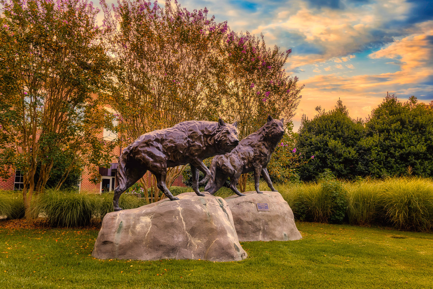 A Couple Wolves Waiting for their Pack image 0