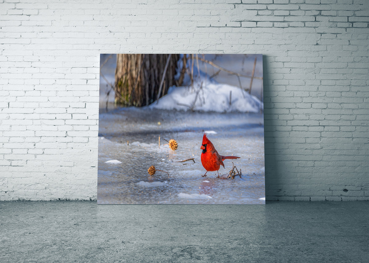 Un cardenal frío