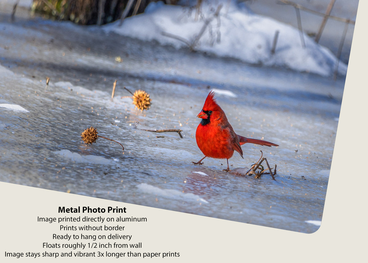 Un cardenal frío