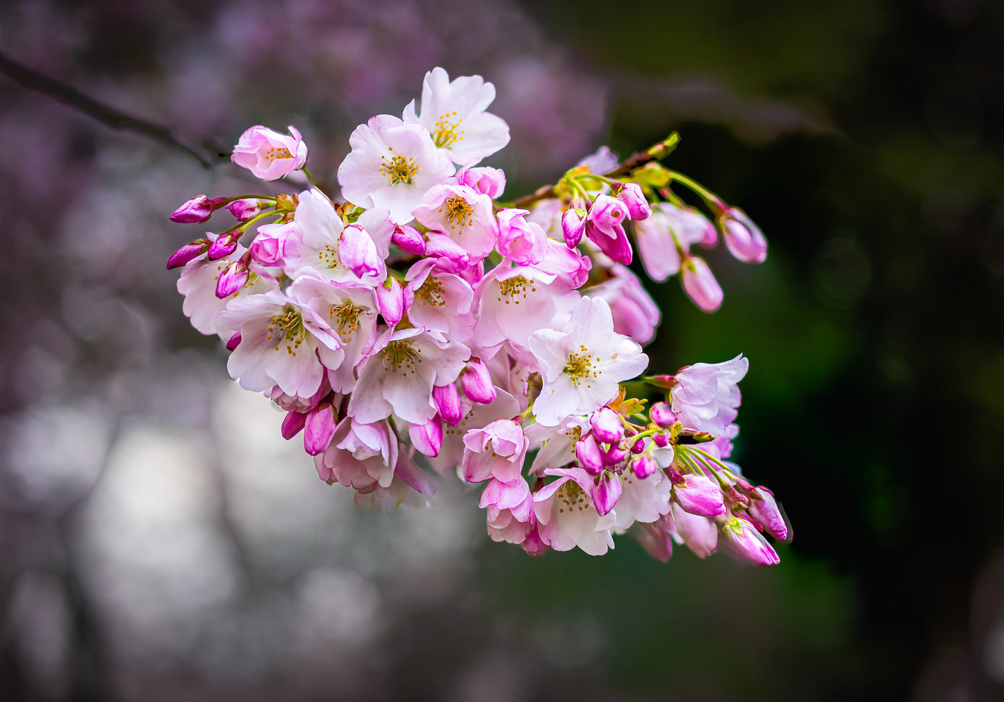 Flowers Worth Celebrating image 0