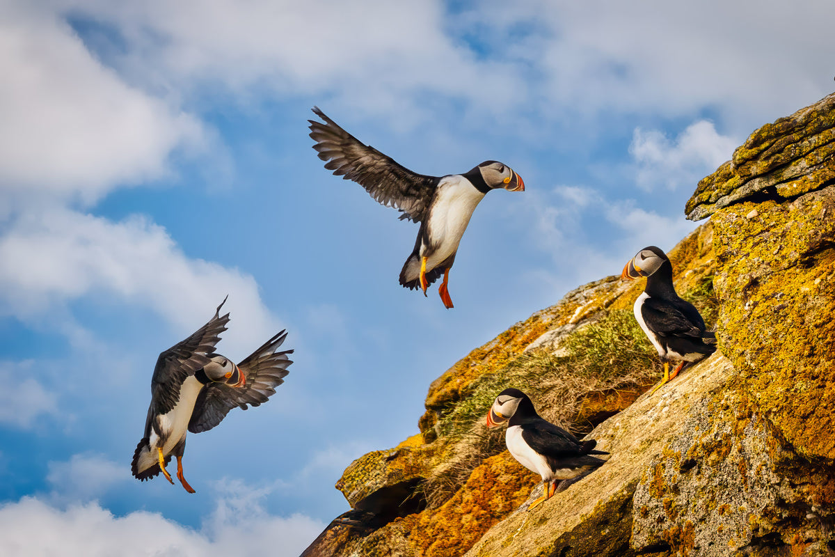 Two puffins descending toward a rocky cliff with two puffins watching below