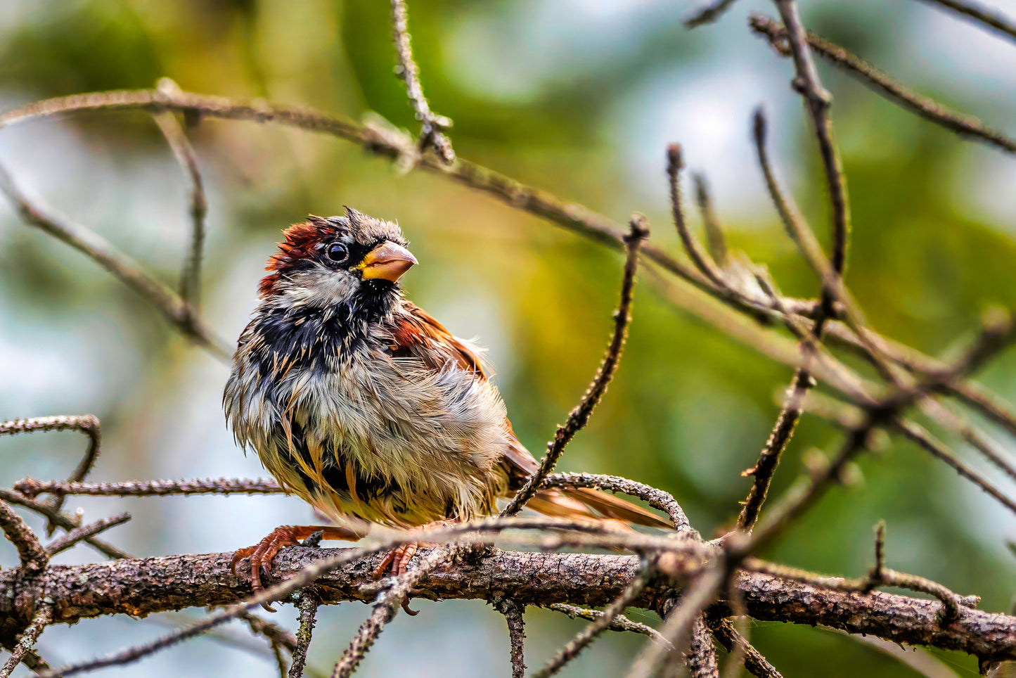 Homely House Sparrow image 0