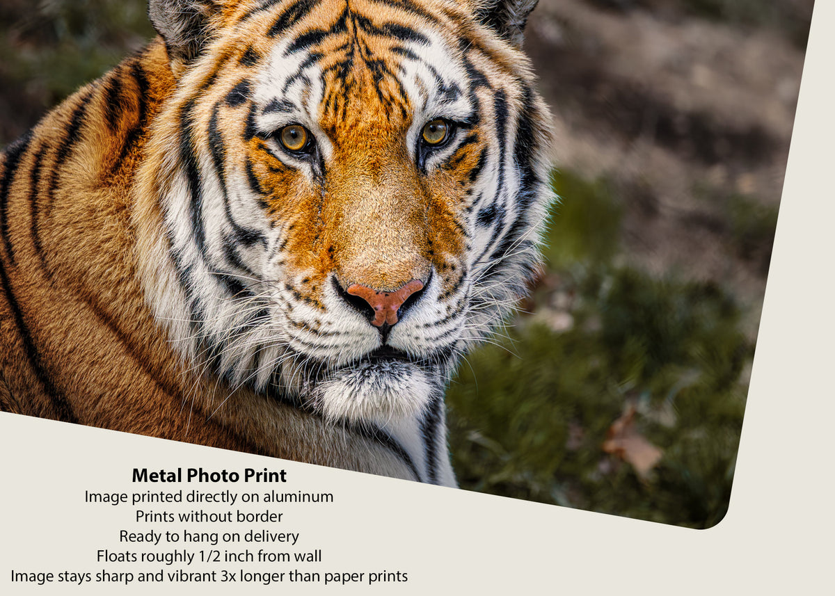 Ojos del tigre