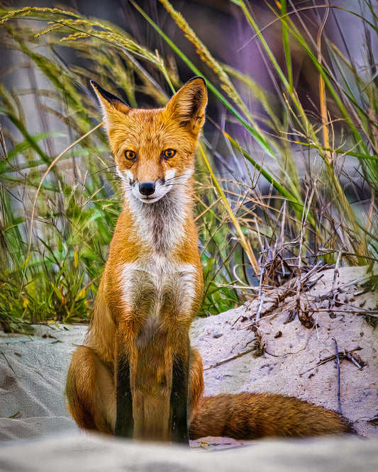 Fox on the Beach II image 0