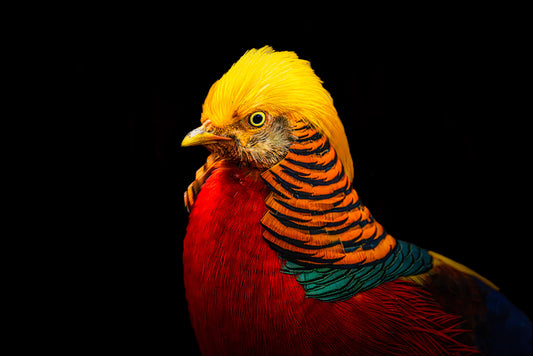 The Golden Pheasant image 0