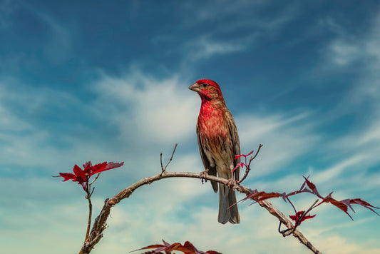Blue Sky, Red Finch image 0
