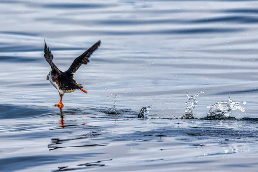 Puffin with Every Step image 0