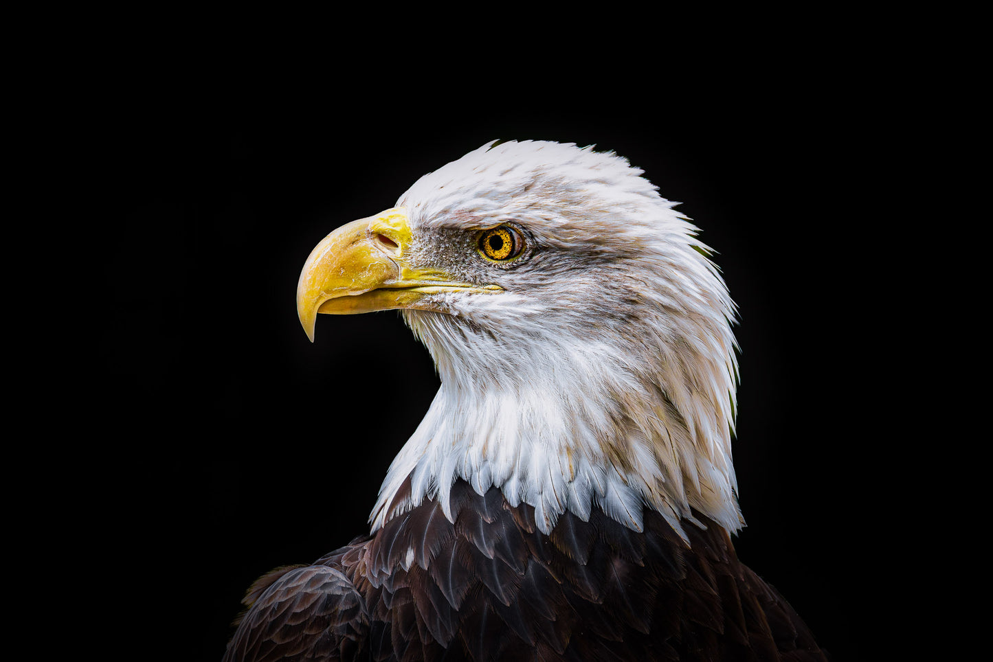 The National Gaze image 0