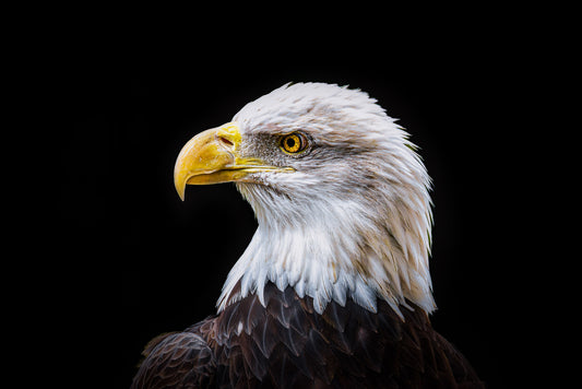 The National Gaze image 0