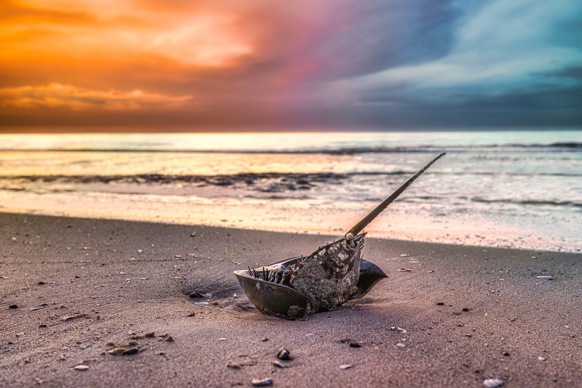 Flip Side of the Dawn image 0