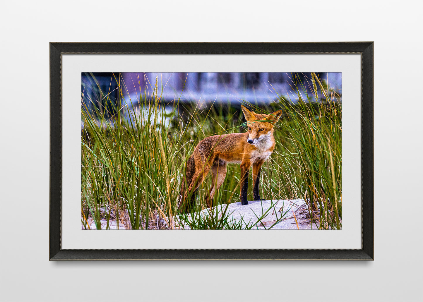 Fox on the Beach